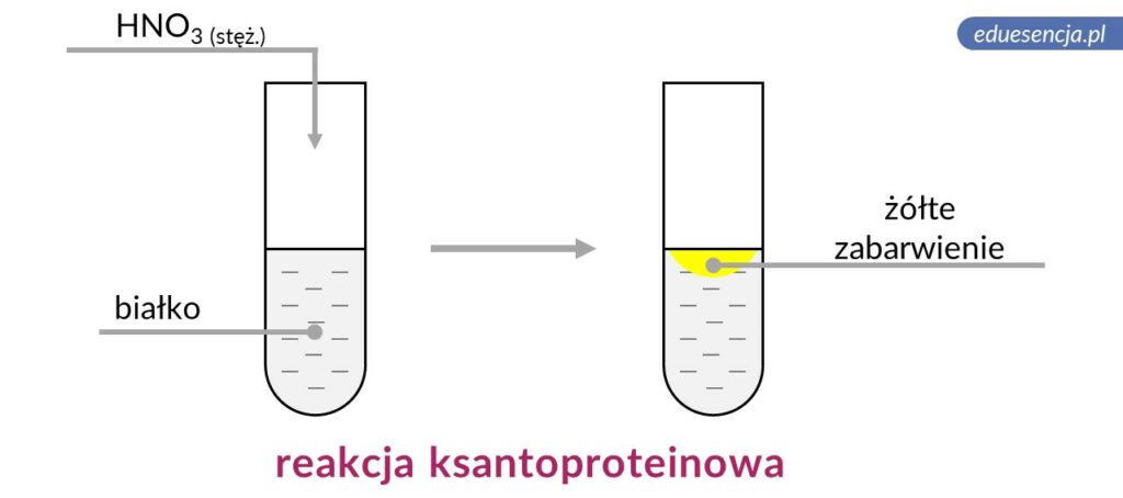 reakcja ksantoproteinowa