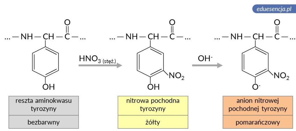 reakcja ksantoproteinowa mechanizm nitrowanie