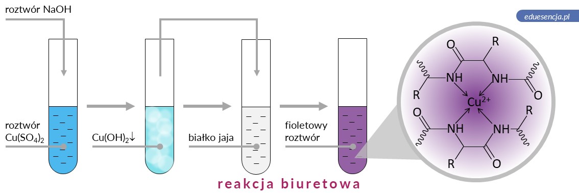 reakcja biuretowa wykrywanie bialek